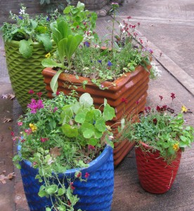 Tubs at San Antonio Botanical Gardens