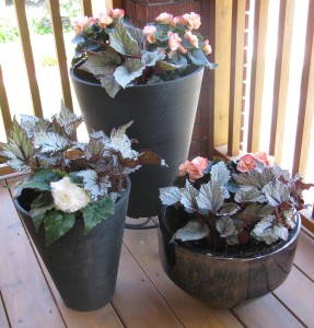 Flowering and foliage plants