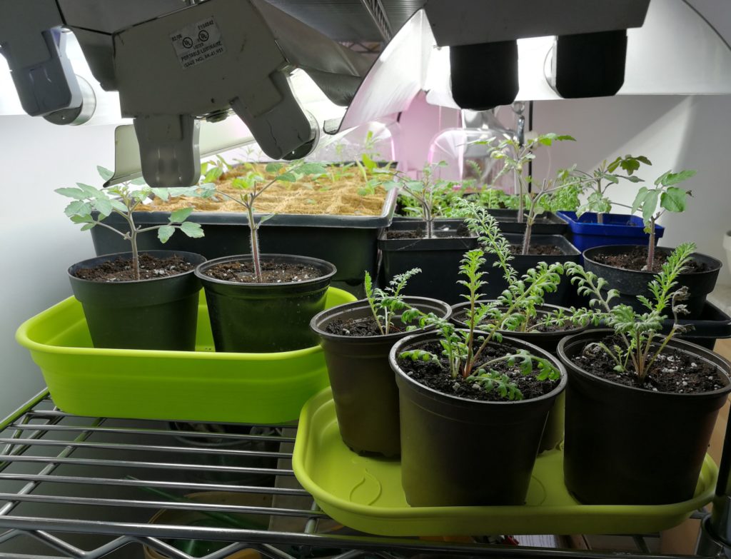 Trays of seedlings under lights